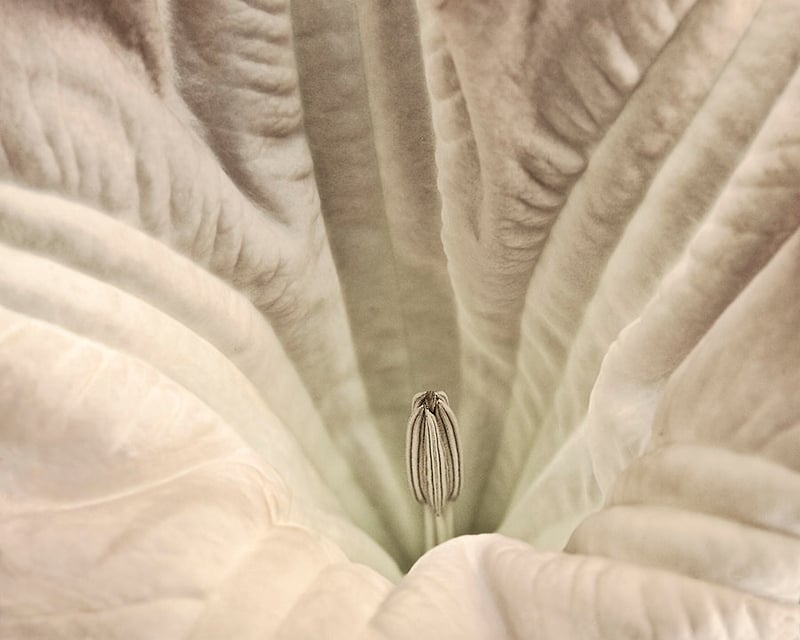 Flower Detail - ALAN SIFLINGER