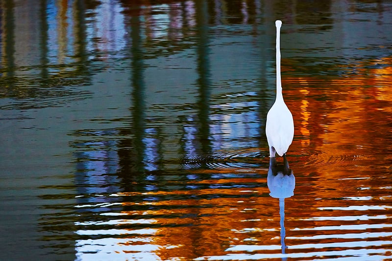 Color Images - ALAN SIFLINGER