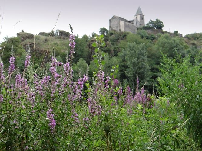 Purple Blooms at the Priory - Alexis Dillon | PHOTOGRAPHER