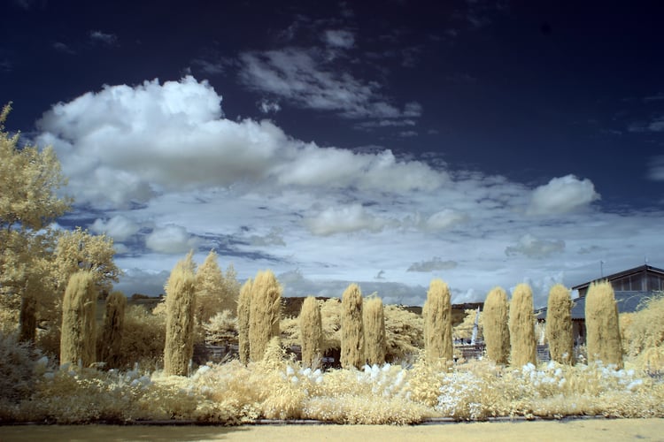 Jardins - Alexis Dillon | PHOTOGRAPHER