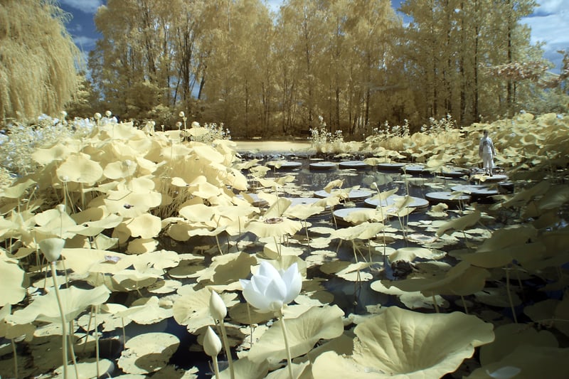 Lily Pads - Alexis Dillon | PHOTOGRAPHER