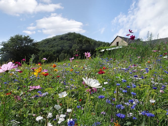 Wildflower Hideaway - Alexis Dillon | PHOTOGRAPHER