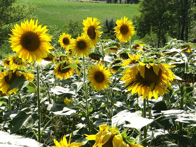 Fields of Gold - Alexis Dillon | PHOTOGRAPHER