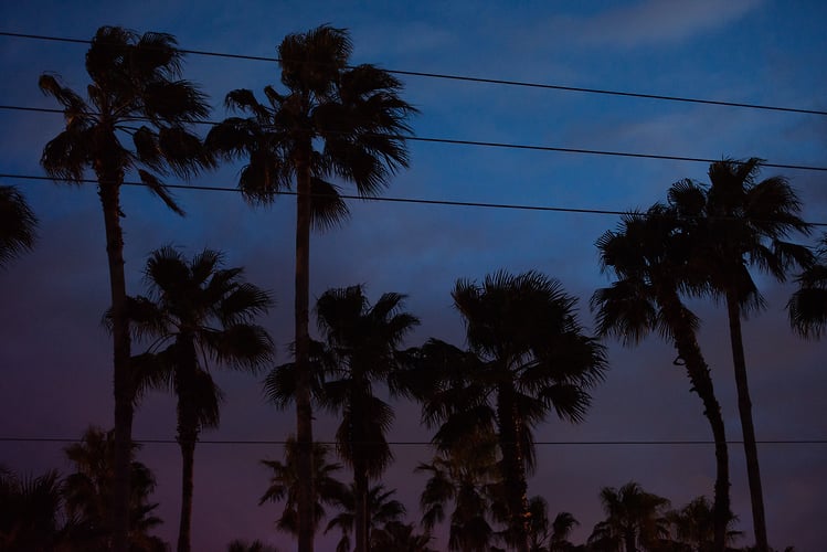 Southern Palms, Fort Lauderdale - ANDREW LITSCH, photographer
