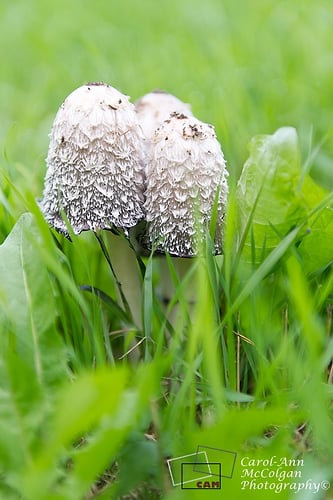 105 - Champignons (Coprin chevelu) / Mushrooms (Shaggy Mane) - www.camphoto.ca