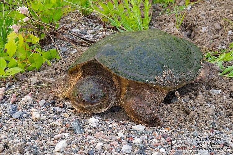 111 - Tortue / Turtle - www.camphoto.ca