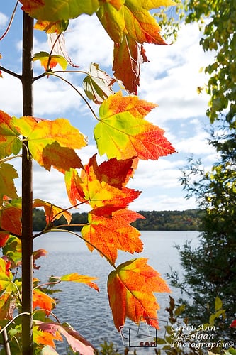 122 - Feuilles d’automne à Wakefield / Wakefield Gatineau Fall Leaves - www.camphoto.ca