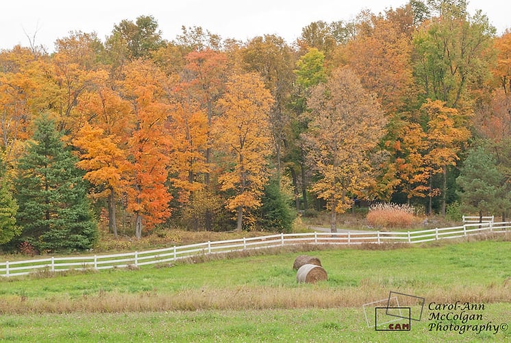 124 - Le Vignoble de Chelsea - www.camphoto.ca