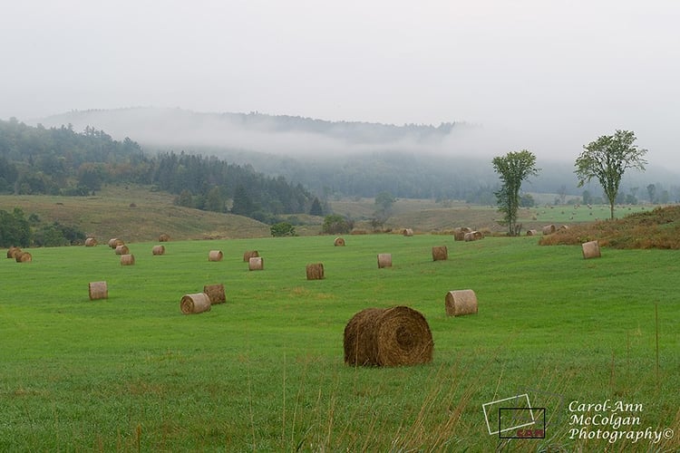 151 - Foin au ruisseau Meech / Meech Creek Hay - www.camphoto.ca