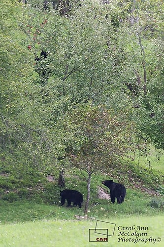 153 - Trois ours / Three Bears - www.camphoto.ca