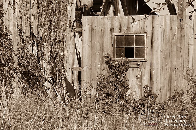 155 - Une grange et vignes / Barn and Vines - www.camphoto.ca