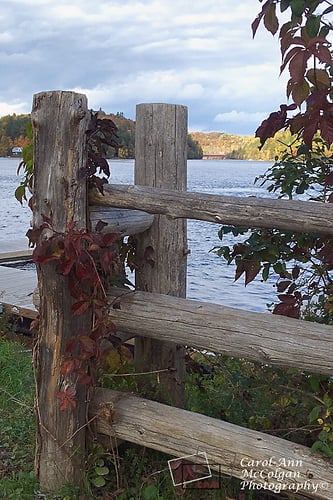 157 - Clôture et Vigne / Fence & Vine - www.camphoto.ca