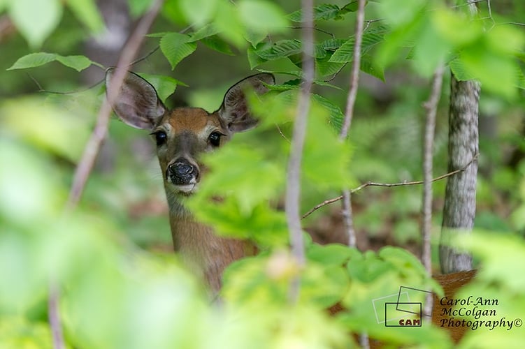 178 - Coucou! / Peek-a-boo! - www.camphoto.ca