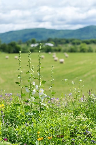 185 - Roses trémières et du foin / Hollyhocks & Hay - www.camphoto.ca