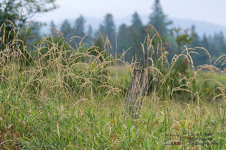 188 - Graminées sauvages / Wild Grasses - www.camphoto.ca