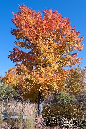 191 - l'arbre sur chemin Moncrieff / Moncrieff Road Tree - www.camphoto.ca