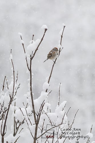 195 - Bruant Hudsonien / American Tree Sparrow - www.camphoto.ca