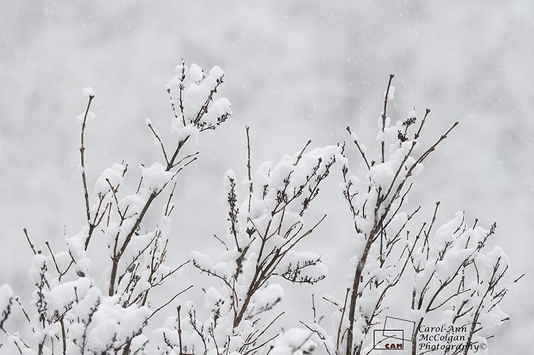196 - Lilas et neige / Lilac & Snow - www.camphoto.ca