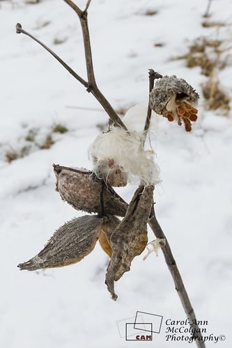 197 - L'asclépiade / Milkweed - www.camphoto.ca