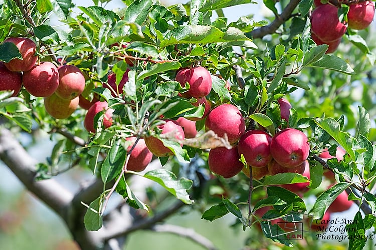 206 - Pommes / Apples - www.camphoto.ca