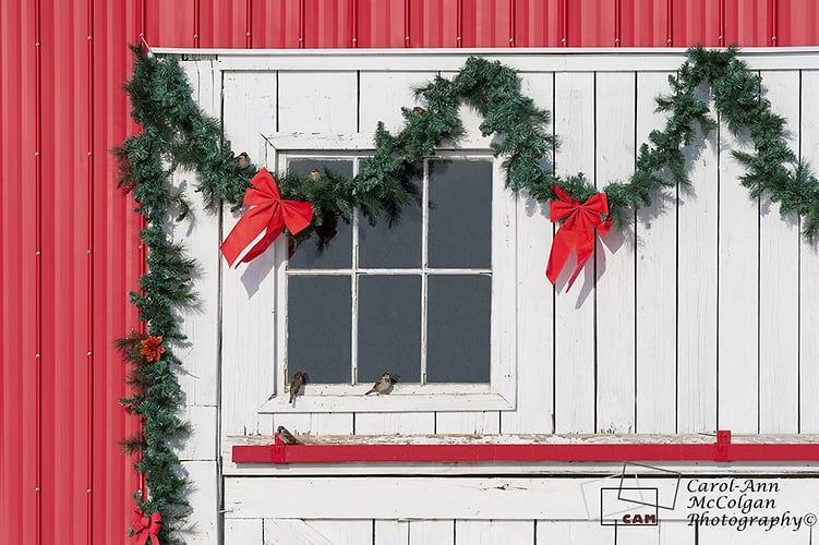 207 - Porte de grange & Oiseaux / Barn Door & Birds - www.camphoto.ca