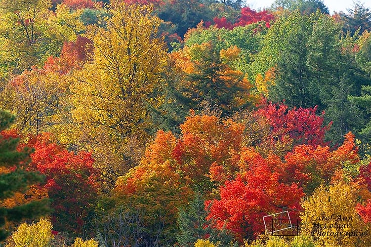 208 - Arbres d'automne / Autumn Trees - www.camphoto.ca