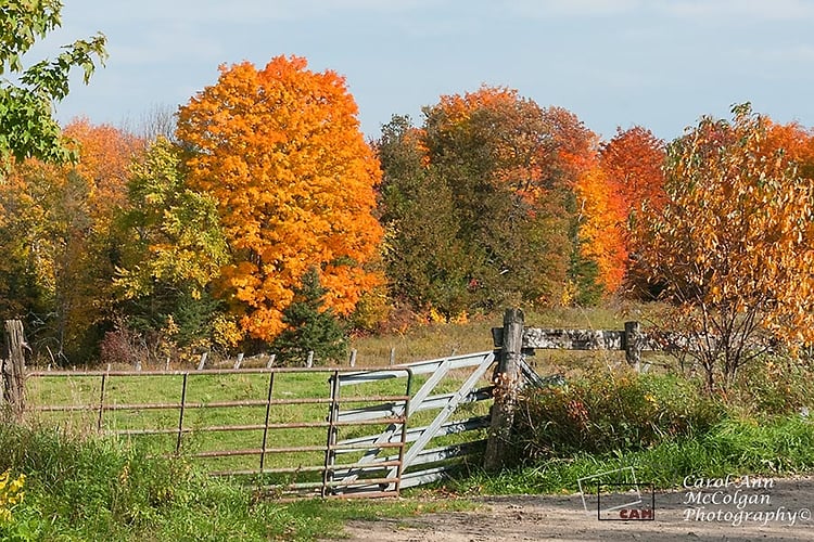 209 - Automne sur Irwin / Autumn on Irwin - www.camphoto.ca