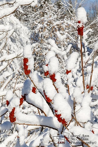 210 - Sumac en hiver / Sumac in Winter - www.camphoto.ca