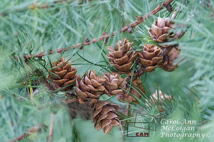 211 - Pommes de pin / Pine Cones - www.camphoto.ca