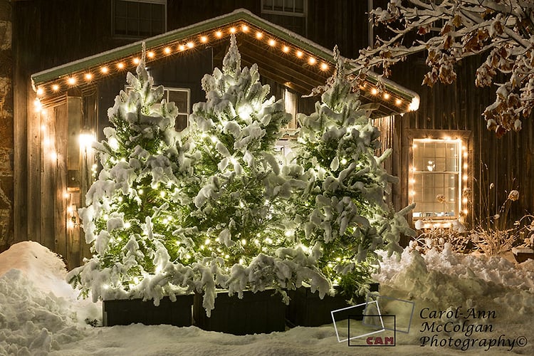 219 - Sapins aux moulin de Wakefield / Wakefield Mill Trees - www.camphoto.ca