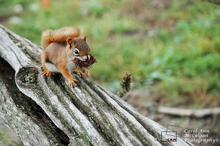 22 - Écureuil / Red Squirrel - www.camphoto.ca
