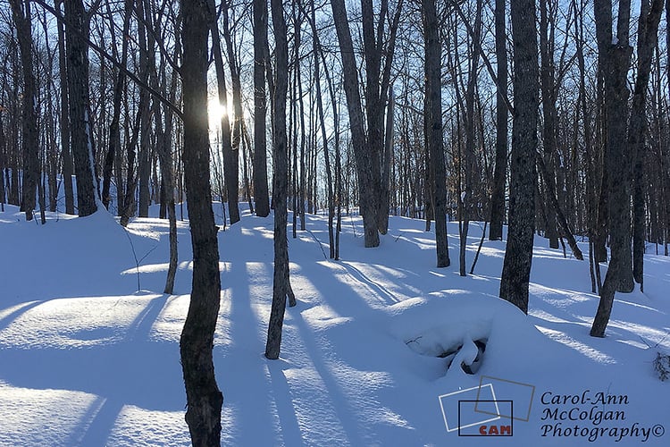 223 - Coucher du soleil à travers les arbres / Sunset through the Trees - www.camphoto.ca