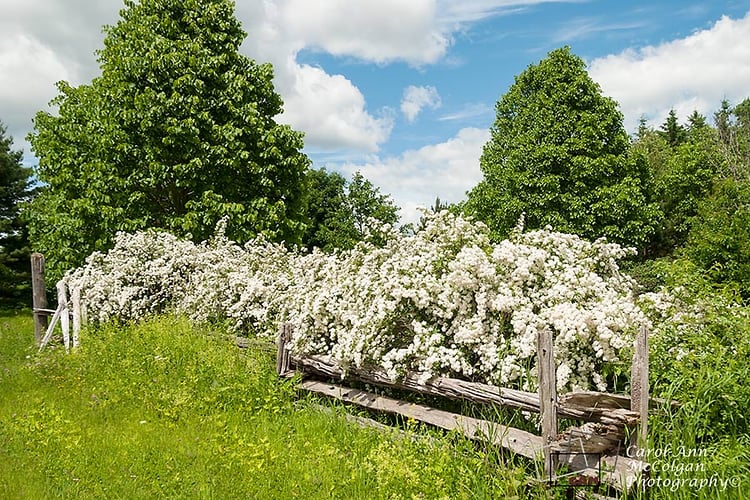 227 - Spirée blanche / White Spirea - www.camphoto.ca