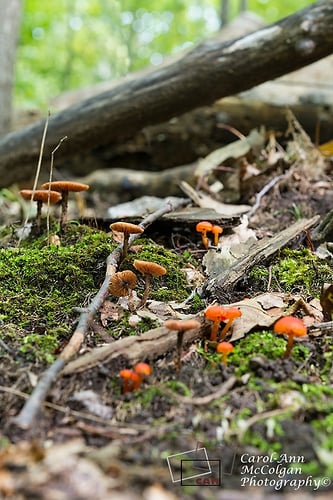 229 - Village de champignons/Mushroom Village - www.camphoto.ca