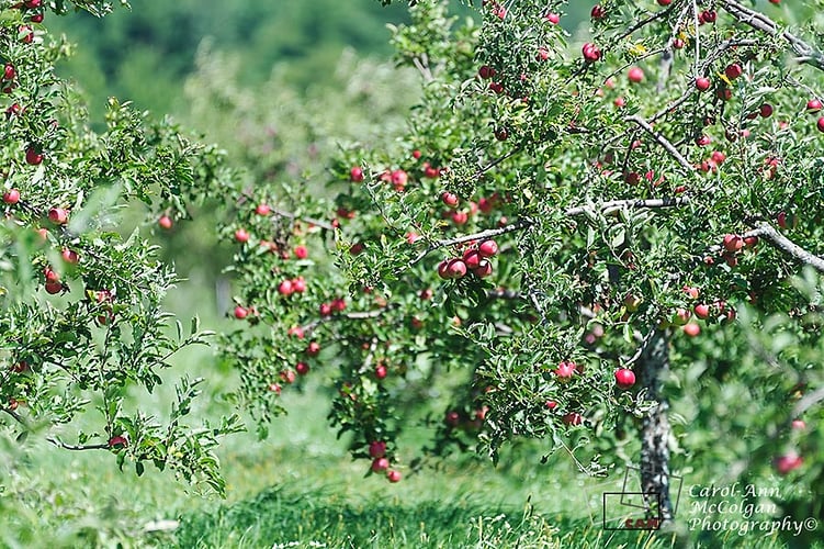 231 - Verger des pommiers, Cidrerie Coronation Hall / Coronation Hall Apple Orchard - www.camphoto.ca