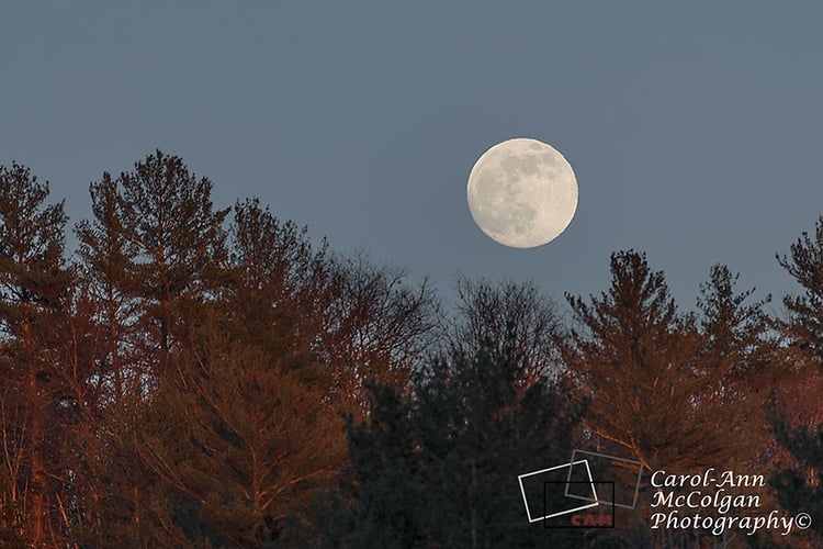 250 - Plein lune du loup / Wolf Moon - www.camphoto.ca