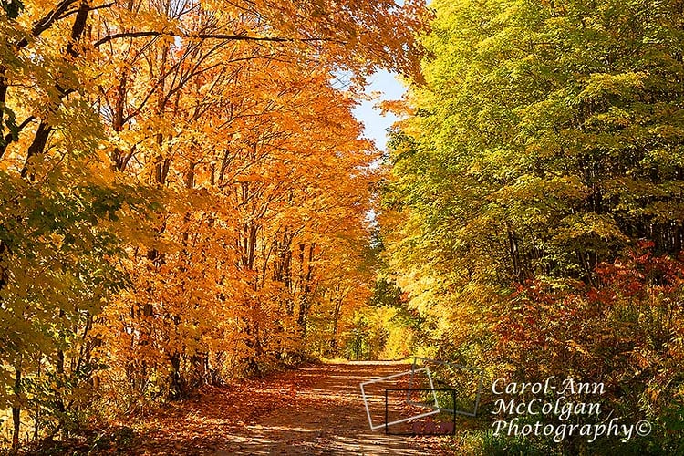 269 - Tunnel d'automne / Autumn Tunnel - www.camphoto.ca