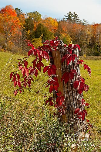 271 - Poteau de clôture et vigne / Fence Post and Vine - www.camphoto.ca