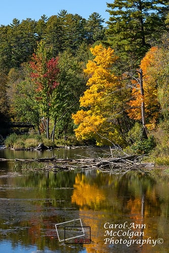273 - Arbre de la rivière La Pêche en automne / La Pêche River Tree in Fall - www.camphoto.ca