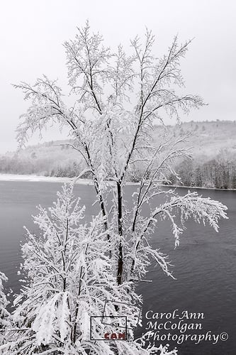 277 - Arbre enneigé et rivière Gatineau/Snowy Tree & Gatineau River - www.camphoto.ca