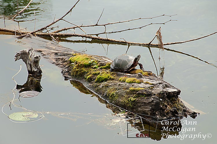 283 - Tortue sur bûche/Turtle on Log - www.camphoto.ca
