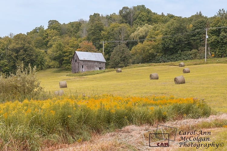 309 - Grange de M. Gibson et foin / Gibson Barn and Hay - www.camphoto.ca
