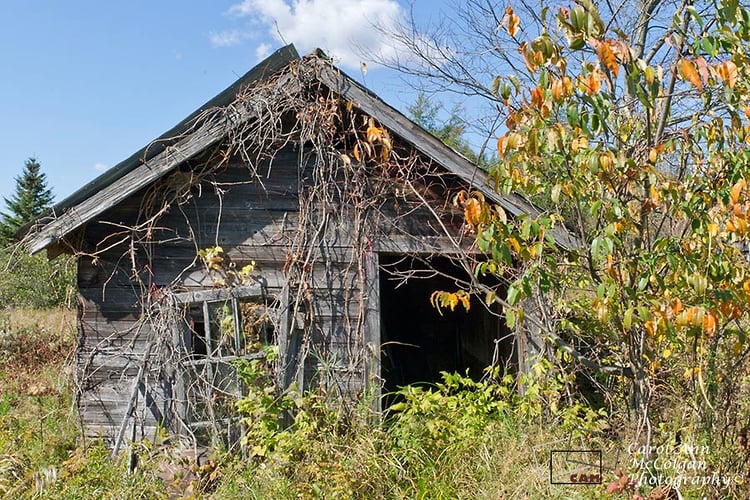 50 - Cabanon délabré / Dilapidated Shed - www.camphoto.ca