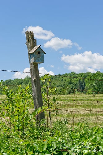 61 - Maison d'oiseau / Bird House - www.camphoto.ca