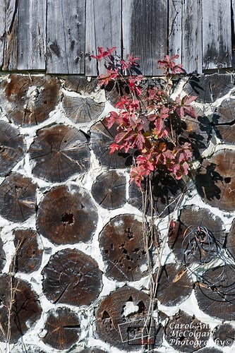 72 - Une grange et sumac / Barn & Sumac - www.camphoto.ca