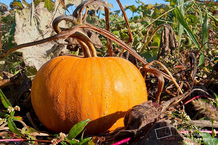 85 - Citrouille dans le champs / Pumpkin in Field - www.camphoto.ca