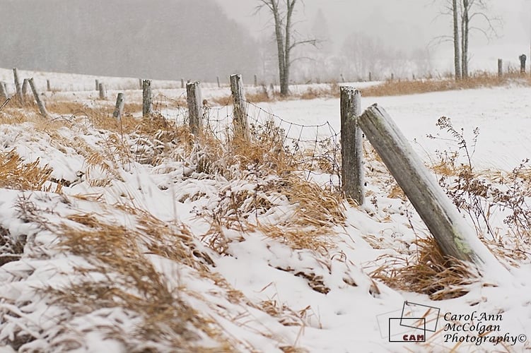 90 - L'herbe dans le vent / Wind Swept Grass - www.camphoto.ca