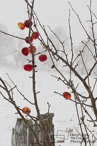 91 - Pommes en hiver / Apples in Winter - www.camphoto.ca