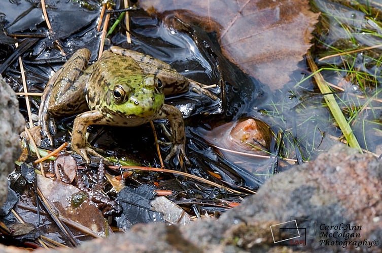 99 - Grenouille / Frog - www.camphoto.ca