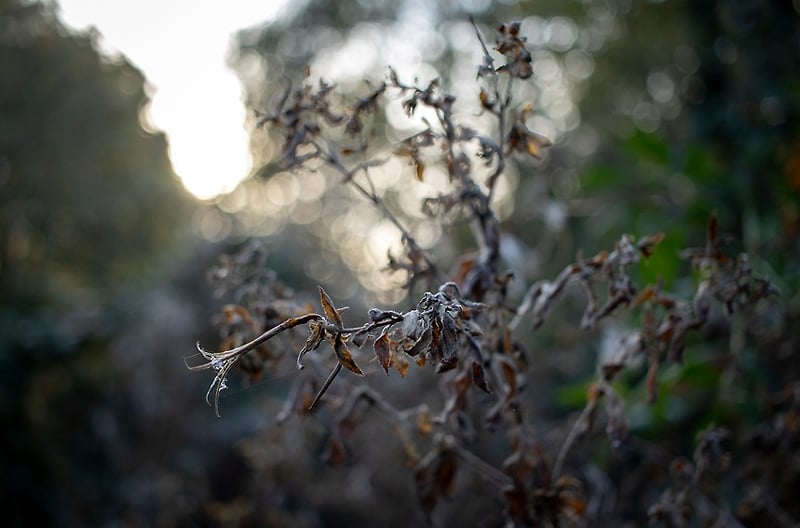 Botanical Muse - Darren Filkins Photographer